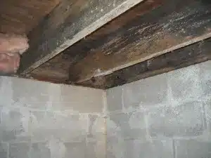mold removal